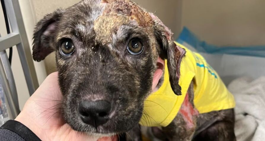 The Importance of Regular Vet Checkups for Your Dog image